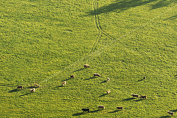 Image showing Flock of cows