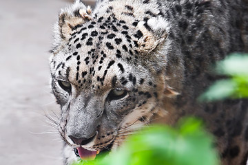 Image showing Snow Leopard