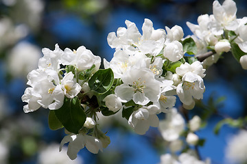 Image showing Apple flowers