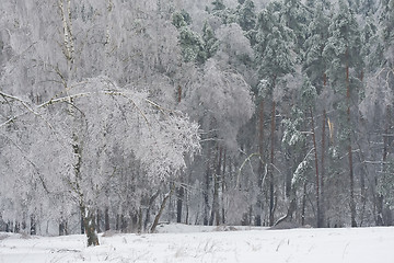 Image showing Winter forest