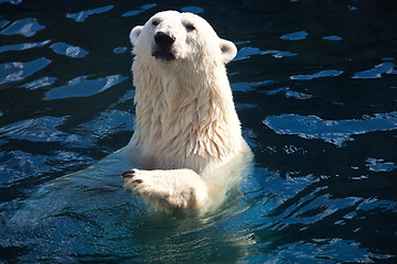 Image showing Polar bear