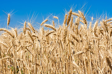 Image showing Wheat field