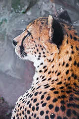 Image showing Cheetah