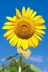 Image showing Sunflower