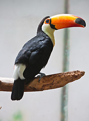 Image showing Toucan