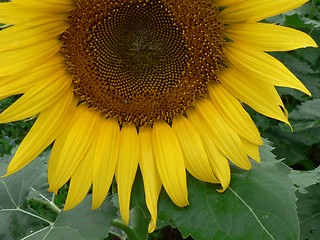 Image showing Sunflower Bottom