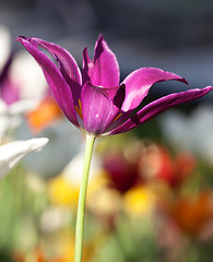 Image showing Open tulip bud