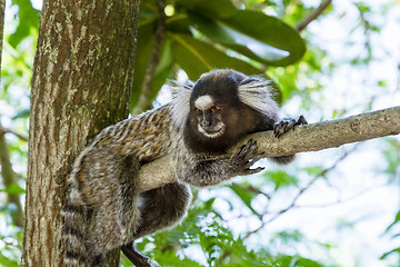 Image showing Monkey