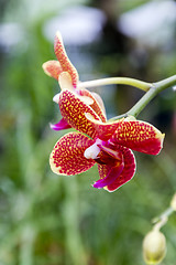 Image showing Orchidaceae