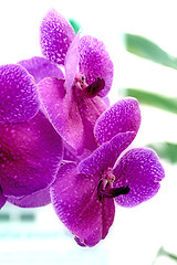 Image showing Orchids