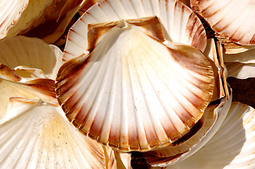 Image showing sea shells