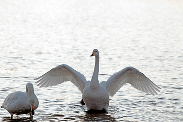 Image showing  Whooper Swan spreading wings