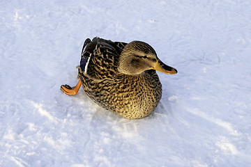 Image showing Mallard on ice