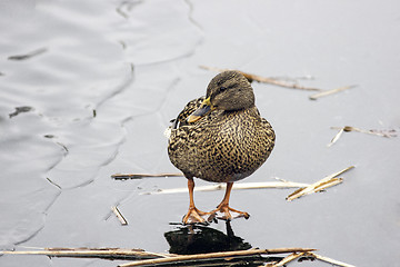 Image showing Mallard on ice