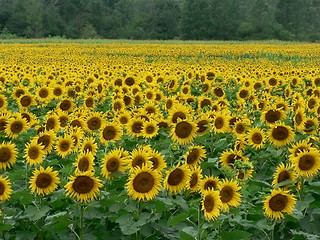 Image showing Sunflower Field 1