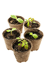 Image showing Seedlings growing in peat moss pots