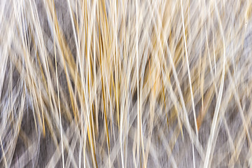 Image showing Winter grass abstract