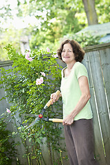 Image showing Senior woman pruning rose bush