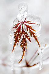 Image showing Icy winter leaf