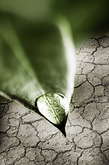 Image showing Water drop on green leaf