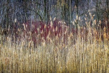 Image showing Winter reeds and forest