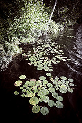 Image showing Lily pads at lake shore