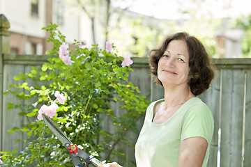 Image showing Senior woman pruning rose bush