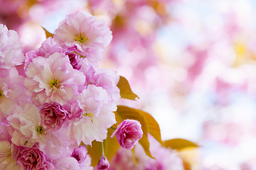 Image showing Pink cherry blossoms in spring orchard