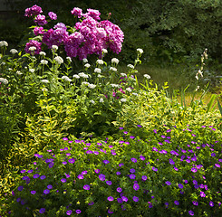 Image showing Summer garden