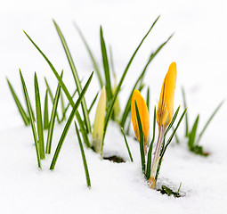 Image showing Crocuses in snow