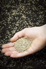 Image showing Hand holding grass seed