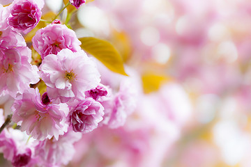 Image showing Pink cherry blossoms background