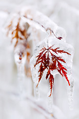 Image showing Icy winter leaf