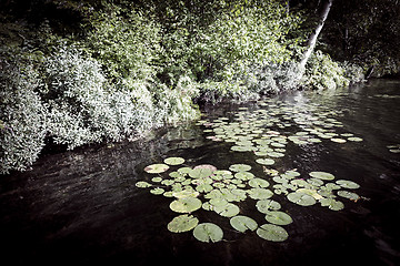 Image showing Lily pads at lake shore