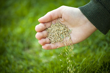 Image showing Hand planting grass seeds