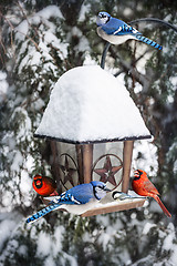 Image showing Birds on bird feeder in winter