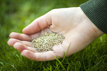 Image showing Hand holding grass seed