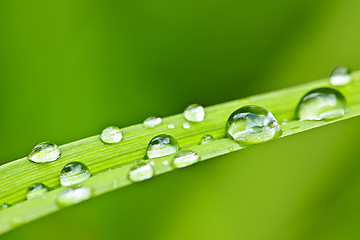 Image showing Water drops on grass blade