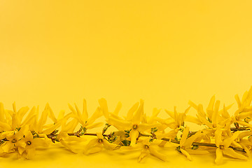 Image showing Yellow spring background with forsythia branch