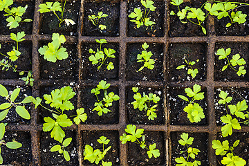 Image showing Seedlings growing in starter tray