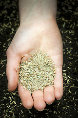 Image showing Hand holding grass seed