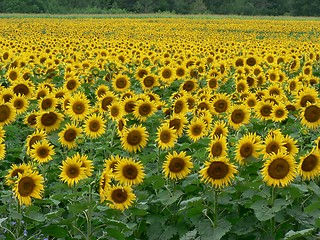 Image showing Sunflower Field 2