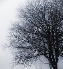 Image showing Leafless tree in fog