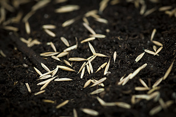 Image showing Grass seeds in soil