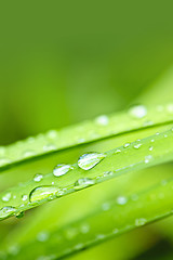 Image showing Water drops on grass blade