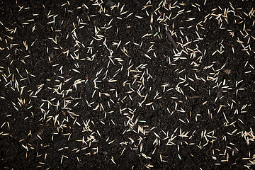 Image showing Grass seeds in soil