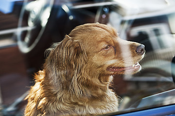 Image showing Dog locked in car