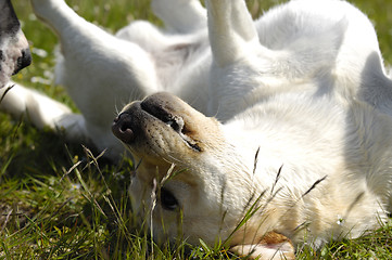 Image showing Happy dog in the grass