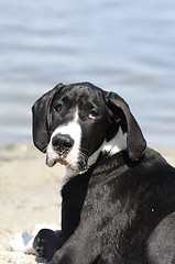 Image showing Great Dane puppy