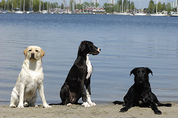 Image showing three dogs